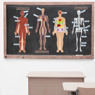 Peel, Play and Learn 'Human Body' Wall Decal Set